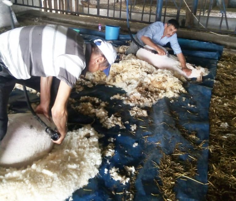 YAPAĞILAR TÜCCAR BEKLİYOR