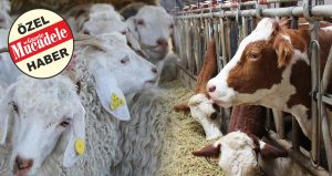 KURBAN KESİM YERLERİ BELİRLENDİ