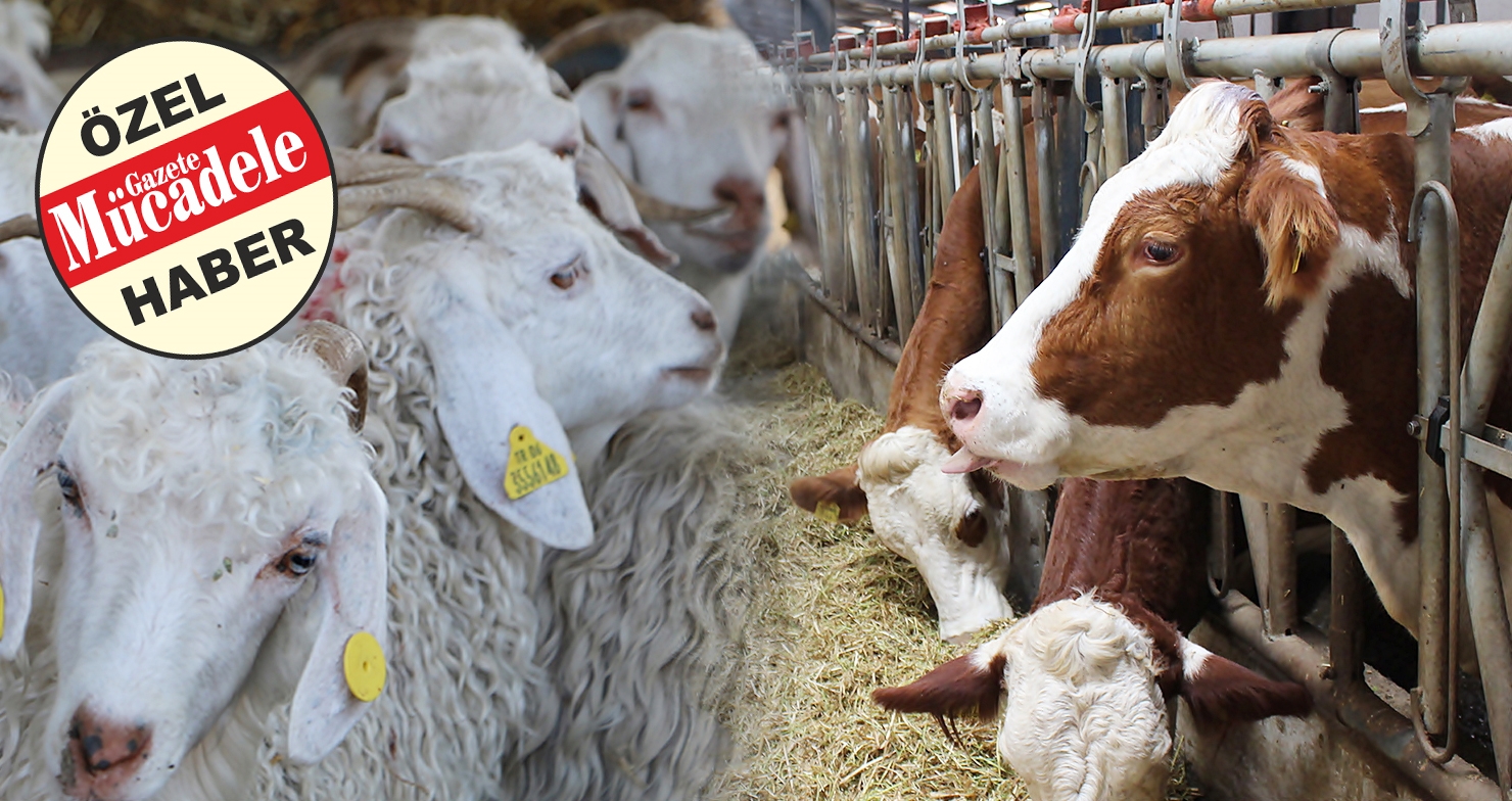 KURBAN KESİM YERLERİ BELİRLENDİ