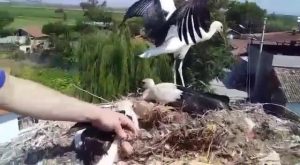 YAVRU LEYLEĞE İTFAİYE ŞEFKATİ