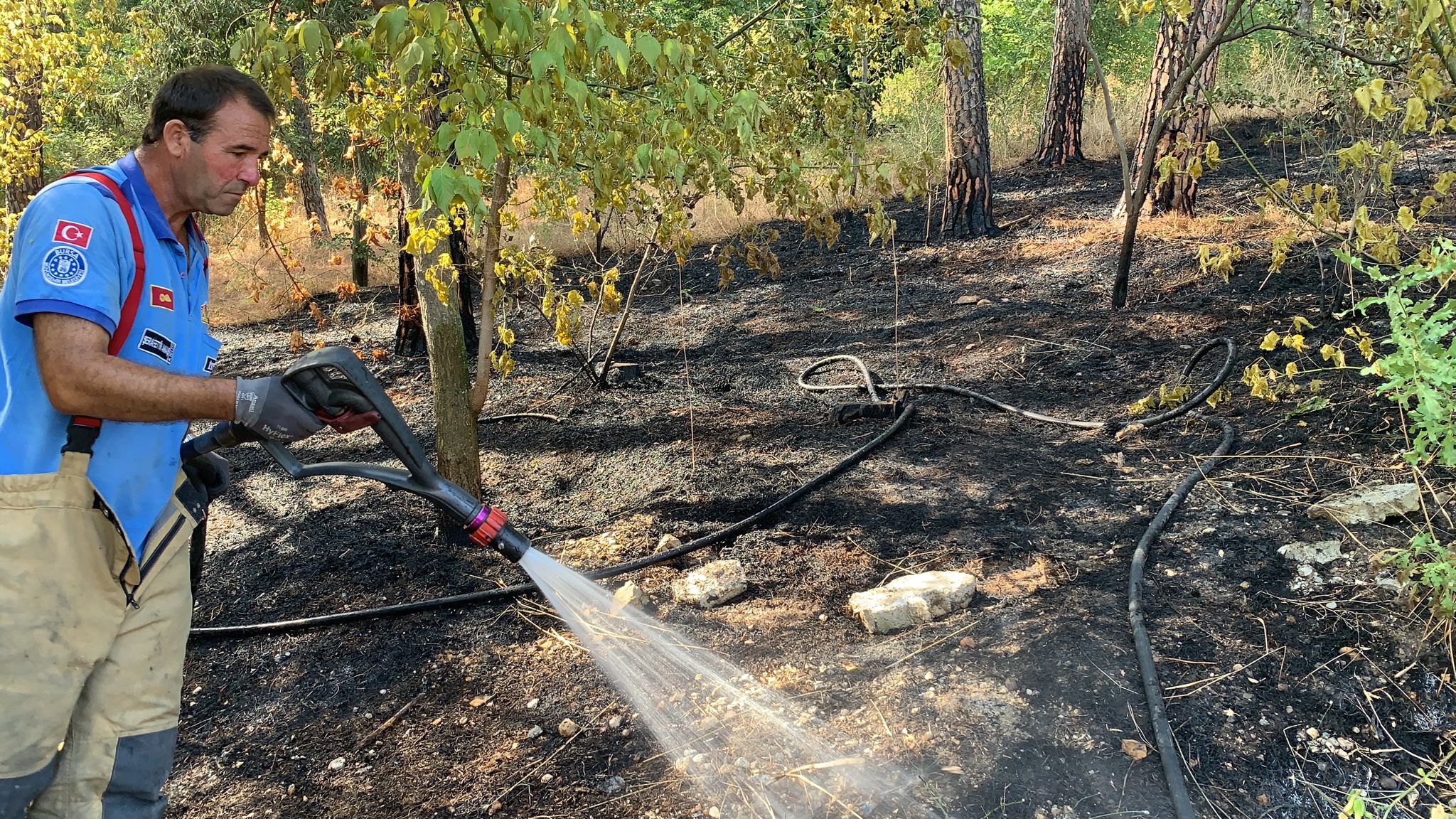 ÇAMLIK ORMANI FELAKETTEN DÖNDÜ