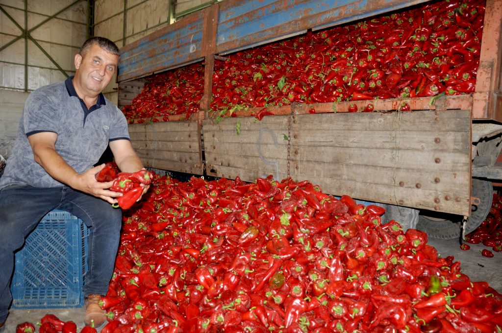 KAPYA BİBERİNDE HASAT BAŞLADI, ÜRETİCİ UMUTLU