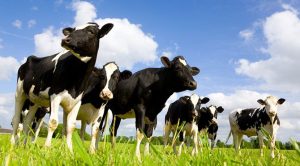 İCRADAN SATILIK İNEK