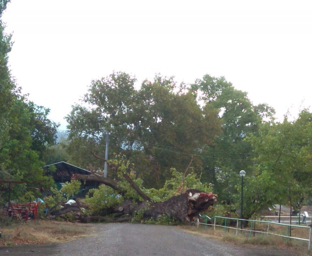 4 ASIRLIK ÇINAR FIRTINAYA YENİLDİ