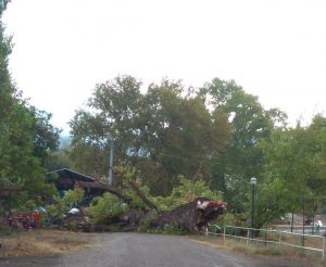 4 ASIRLIK ÇINAR FIRTINAYA YENİLDİ