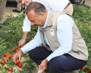 DOMATESTE VERİM İYİ, KALİTE YÜKSEK