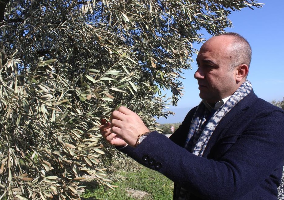 ZEYTİN AĞAÇLARINI ‘SOĞUK’ YAKTI