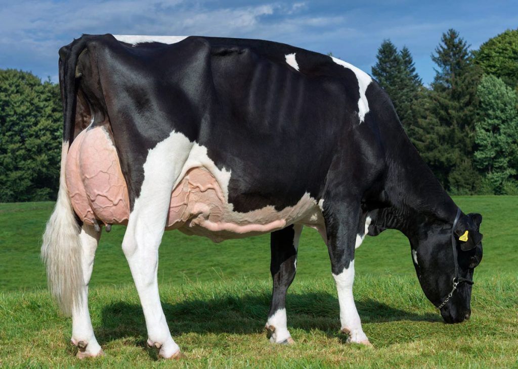 İCRADAN SATILIK İNEK