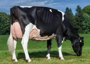 İCRADAN SATILIK İNEK