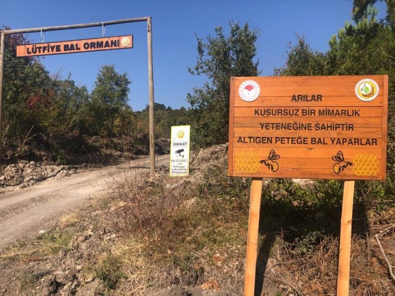 BAL ORMANLARI YAYGINLAŞIYOR