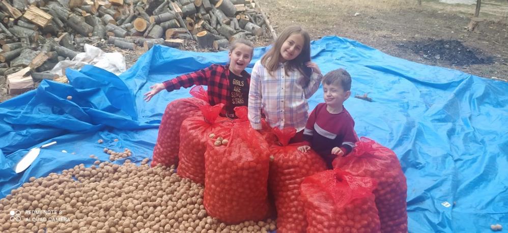 CEVİZ HASADINA MİNİK DESTEK