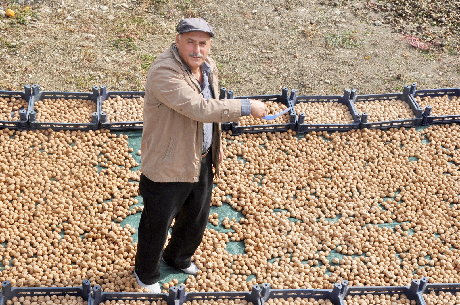 KANATLI HAYVAN GÜBRESİYLE CEVİZ ÜRETİMİNİ İKİYE KATLADI