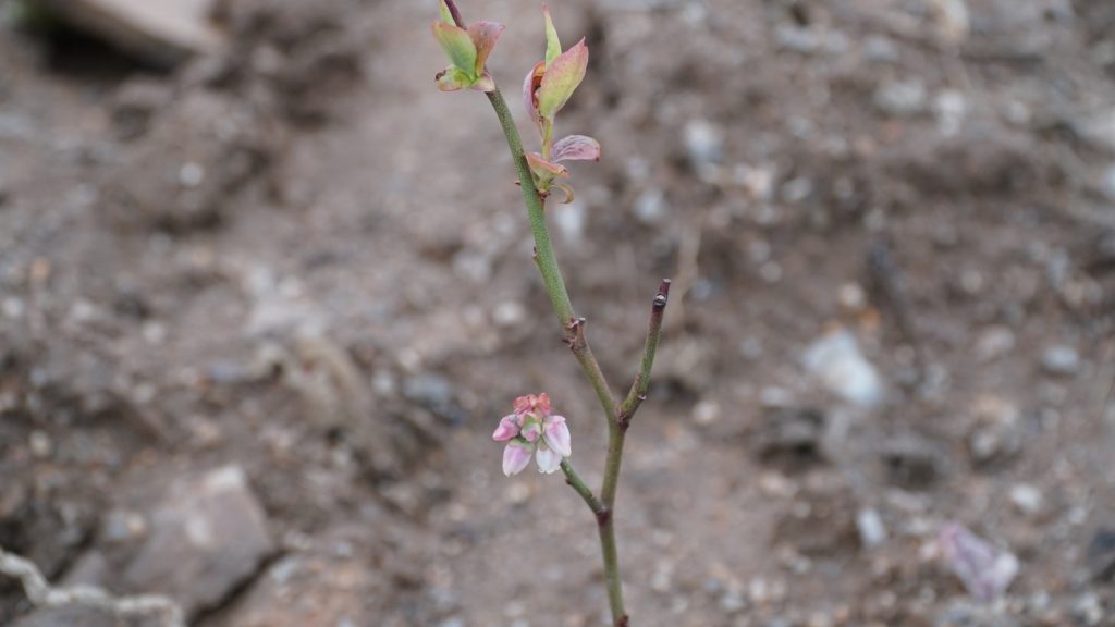 ATIL ARAZİLER 20 YIL SONRA ÇİÇEK AÇTI