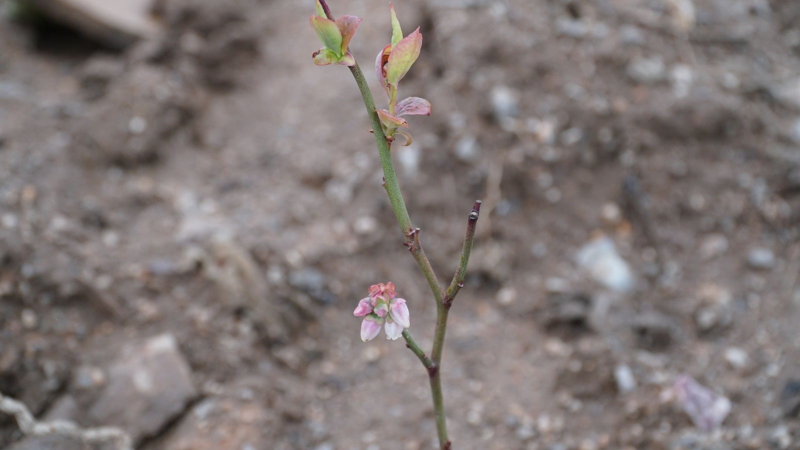 ATIL ARAZİLER 20 YIL SONRA ÇİÇEK AÇTI