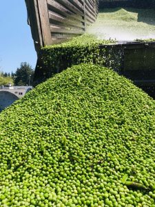 BEZELYE SEZONU AÇILDI