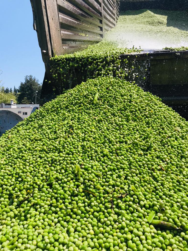 BEZELYE SEZONU AÇILDI