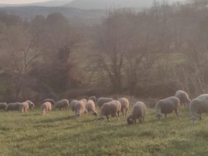 KIRSALDA KURT KORKUSU