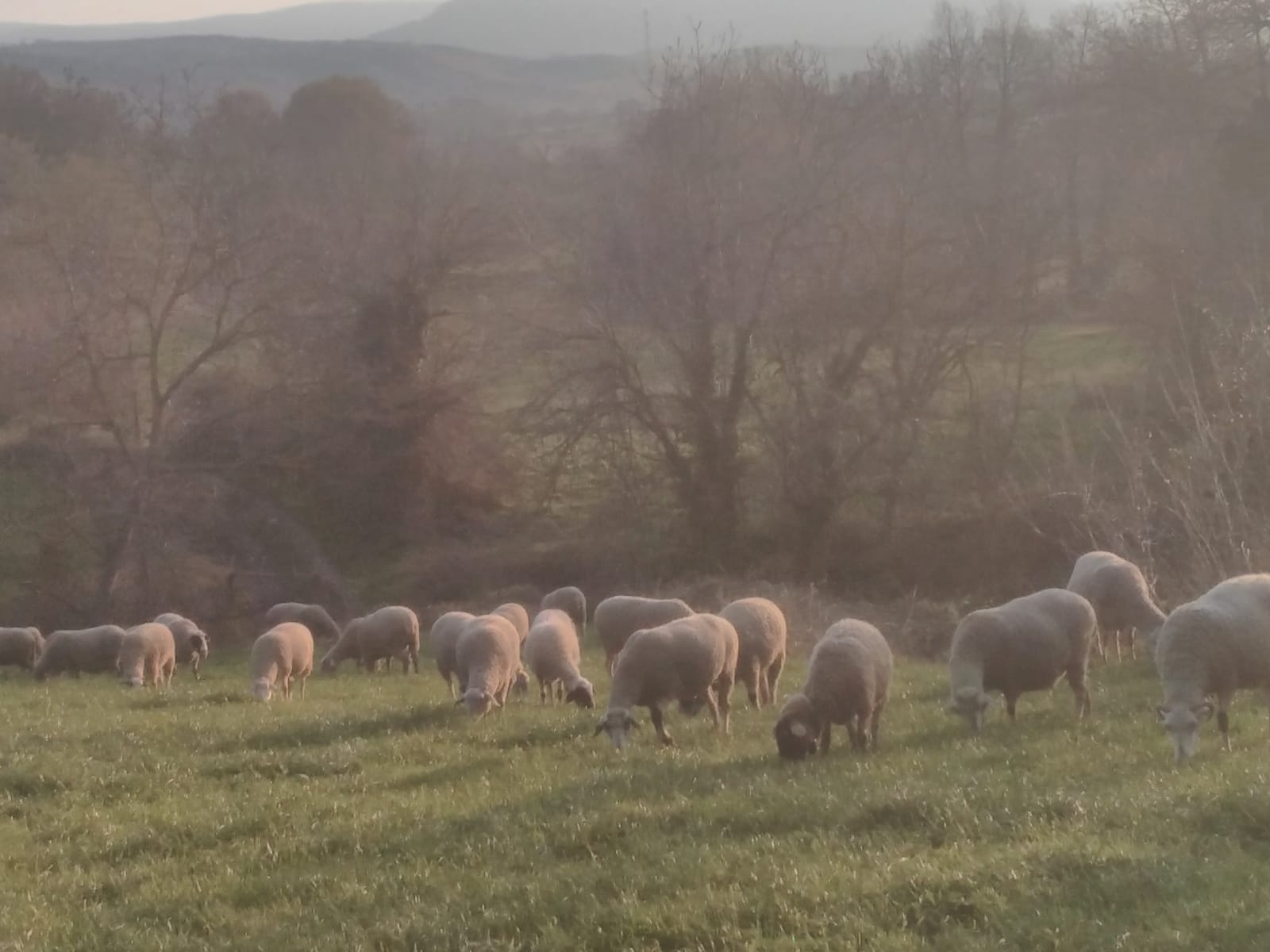 KIRSALDA KURT KORKUSU