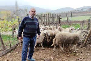 KÖYLÜNÜN BAŞI KURTLARLA DERTTE