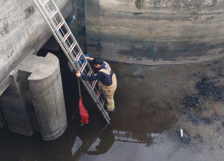 REGÜLATÖRDE KEDİ OPERASYONU