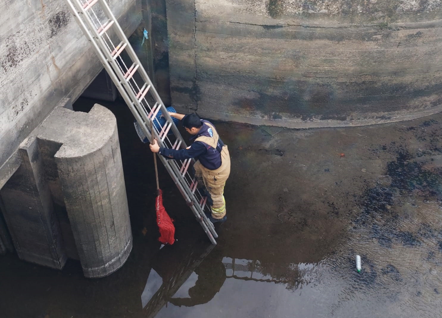 REGÜLATÖRDE KEDİ OPERASYONU