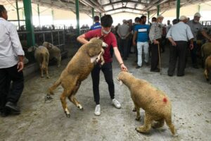 BÜYÜKBAŞTAN KÜÇÜKBAŞA DÖNÜŞ VAR