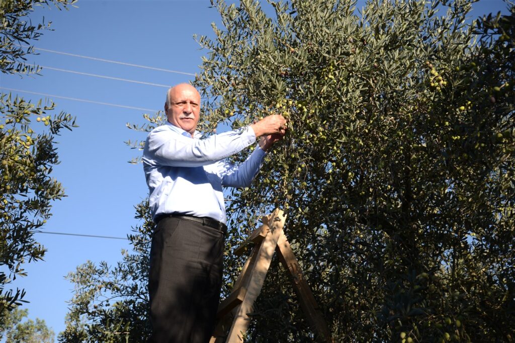 ‘ZEYTİNLİKLER KORUNMALI’