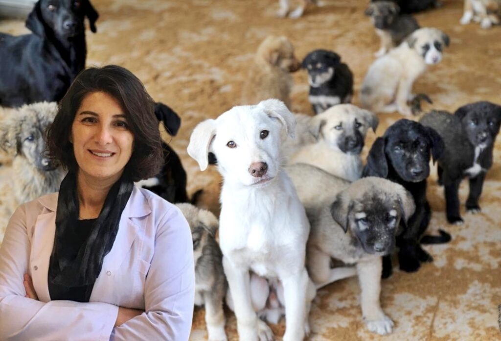 BURSA’DA 200 BİNDEN FAZLA SAHİPSİZ HAYVAN VAR