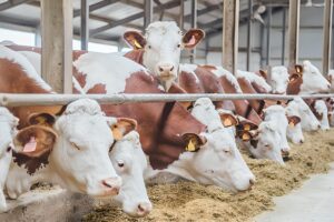 HAYVAN HASTALIKLARINDA TAZMİNAT DEĞİŞİKLİĞİ