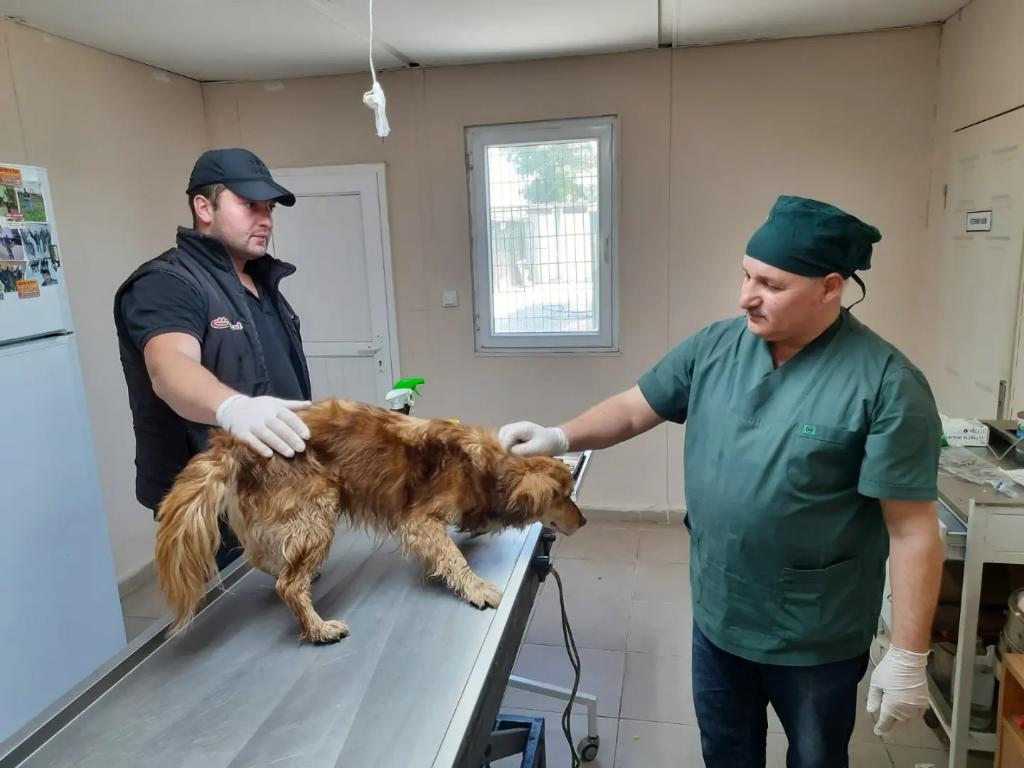 ŞANSLI, SAHİBİNİ BEKLİYOR