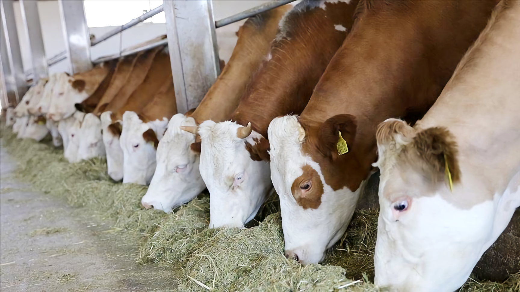 BESİCİLERE DESTEK UZATILDI