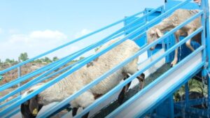 MOBİL KOYUN BANYOSU MESAİYE BAŞLADI