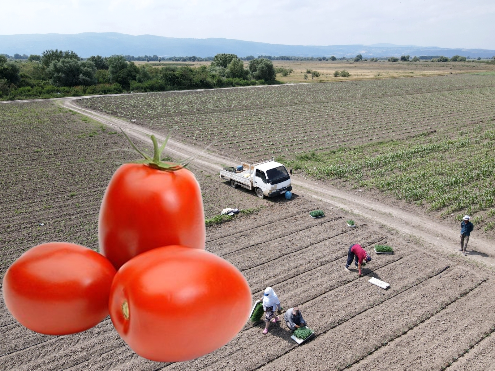 ‘KIRMIZI ALTIN’DA BEREKET