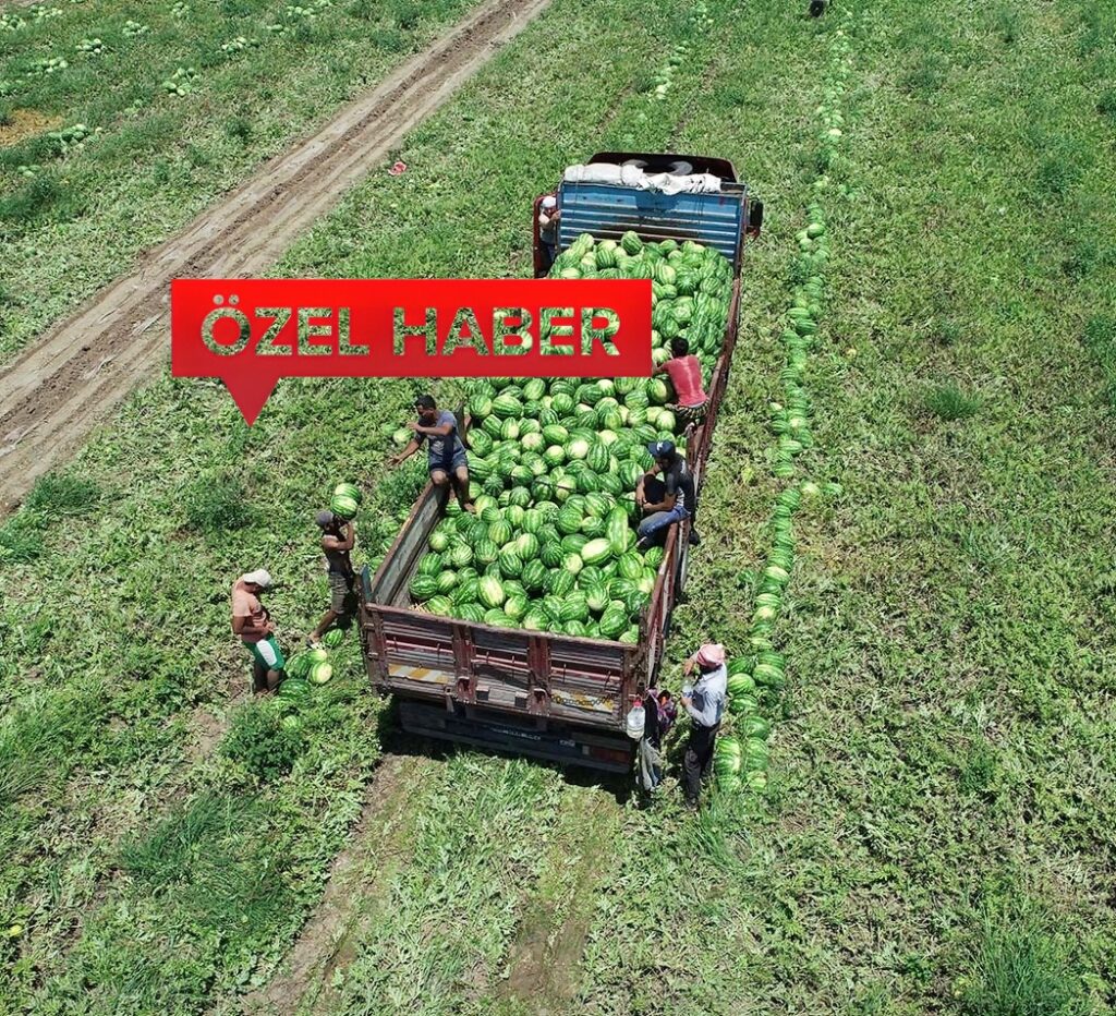 KARPUZUN YÜZDE 30’U MUSTAFAKEMALPAŞA’DAN
