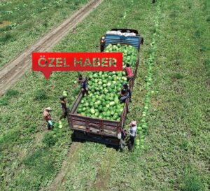 KARPUZUN YÜZDE 30’U MUSTAFAKEMALPAŞA’DAN