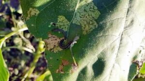 MARMARA’DA TIRTIL İSTİLASI