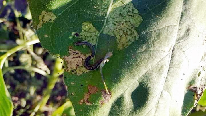 MARMARA’DA TIRTIL İSTİLASI