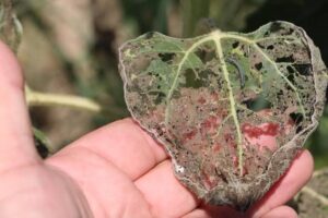 MUSTAFAKEMALPAŞA’DA TIRTIL KABUSU