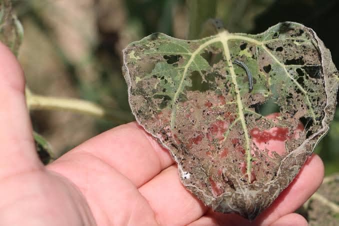 MUSTAFAKEMALPAŞA’DA TIRTIL KABUSU