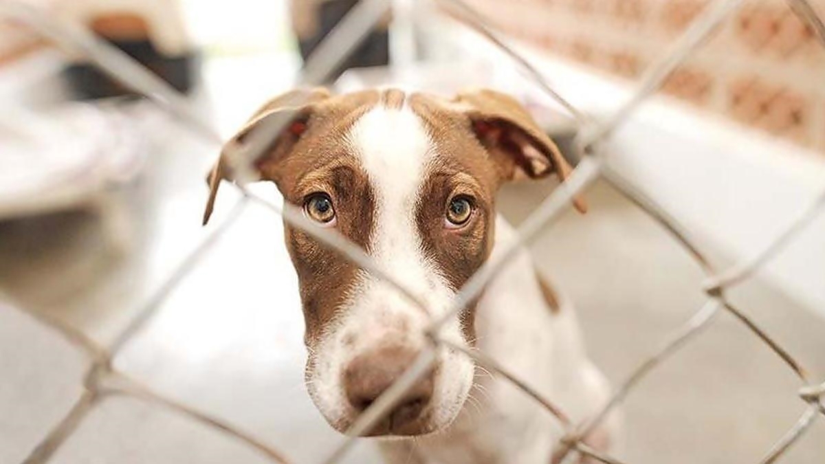 VİTRİNDE KEDİ VE KÖPEK SATIŞINA SON