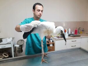 YARALI LEYLEKLERE ŞEFKAT ELİ