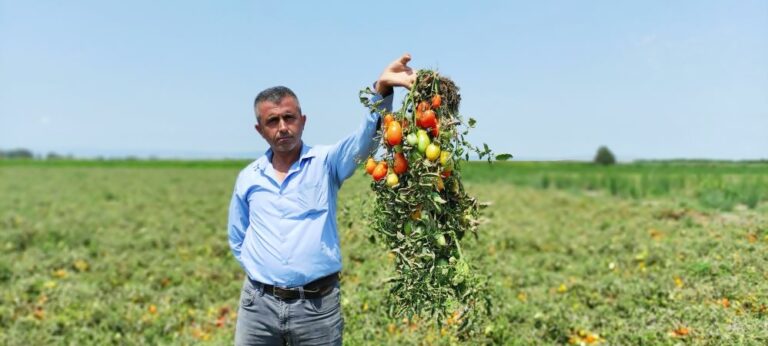 BİNLERCE DÖNÜM DOMATES KURUDU