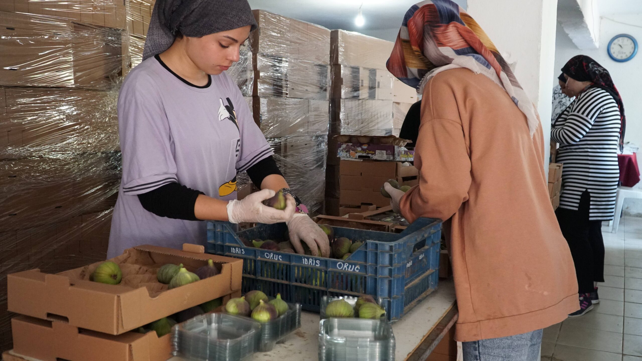 MUSTAFAKEMALPAŞALI ÇİFTÇİLERİN İNCİR MESAİSİ BAŞLADI