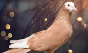 GÜVERCİN FESTİVALİ KAPILARINI AÇIYOR