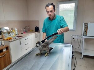 SAÇMALAR TEMİZLENDİ, SAĞLIĞINA KAVUŞTU