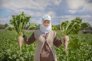 ŞEKER PANCARINDA FİYAT BELİRLENDİ