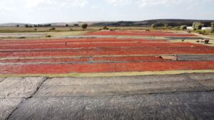 OVAAZATLI TOZ BİBERİ DÜNYA SOFRALARINI SÜSLÜYOR