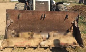 AYNI ÇİFTLİKTE İKİNCİ KÖPEK VAKASI