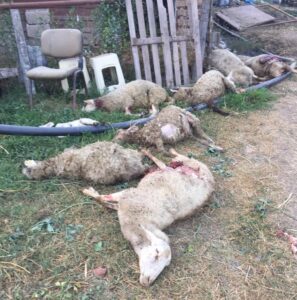 SOKAK KÖPEKLERİ DEHŞET SAÇTI