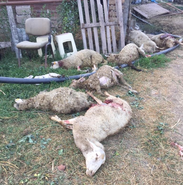 SOKAK KÖPEKLERİ DEHŞET SAÇTI